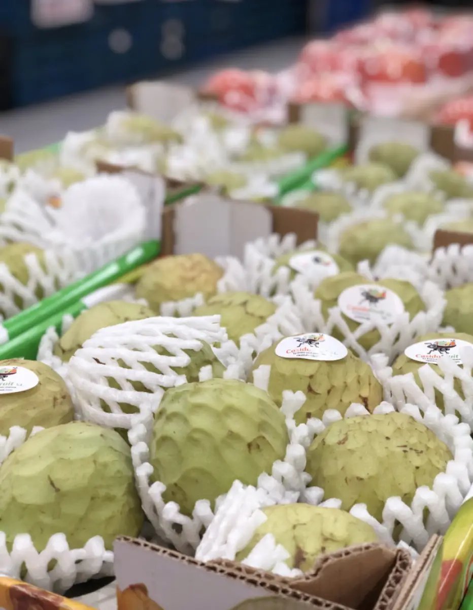 public-1764622553 Anona - Image 1