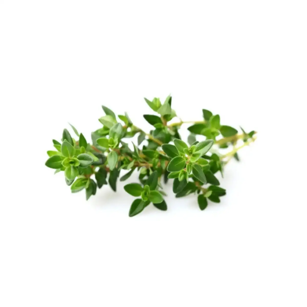 tgoo-img-699e1131f219c1.14086658 Tomilho 20g - Image 1