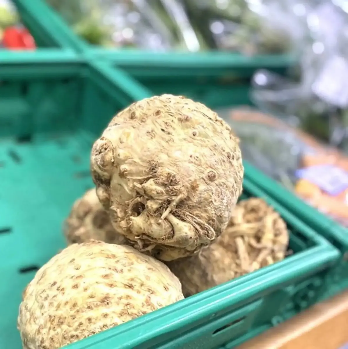 tgoo-img-699e1161337979.95473454 Cabeça de Aipo - Image 1