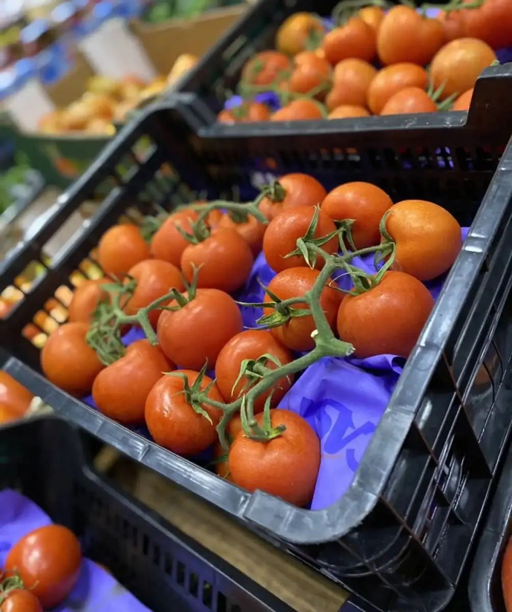 tgoo-img-699e119216a190.39444550 Tomate Rama Kg - Image 1