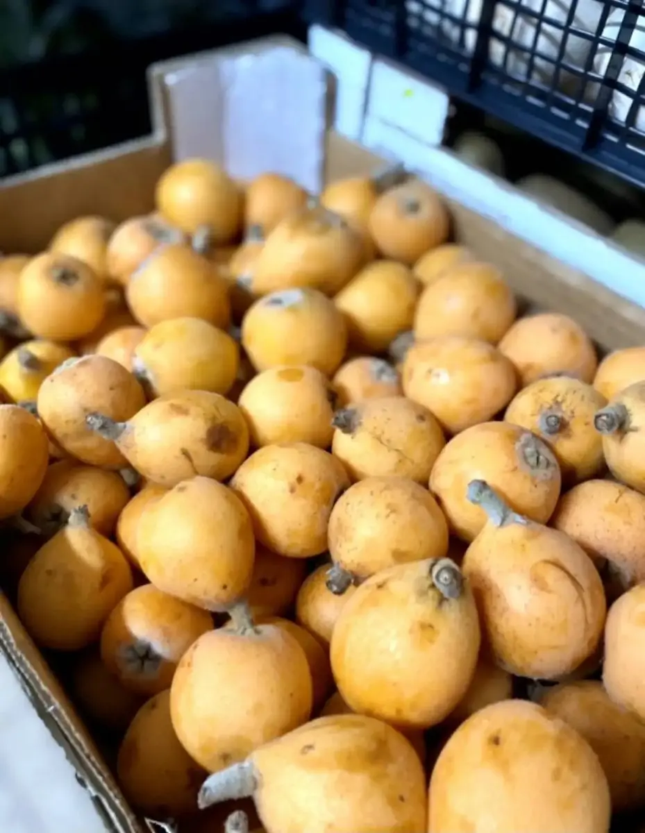 tgoo-img-699e11c568e9b1.09125121 Nêsperas KG - Image 1