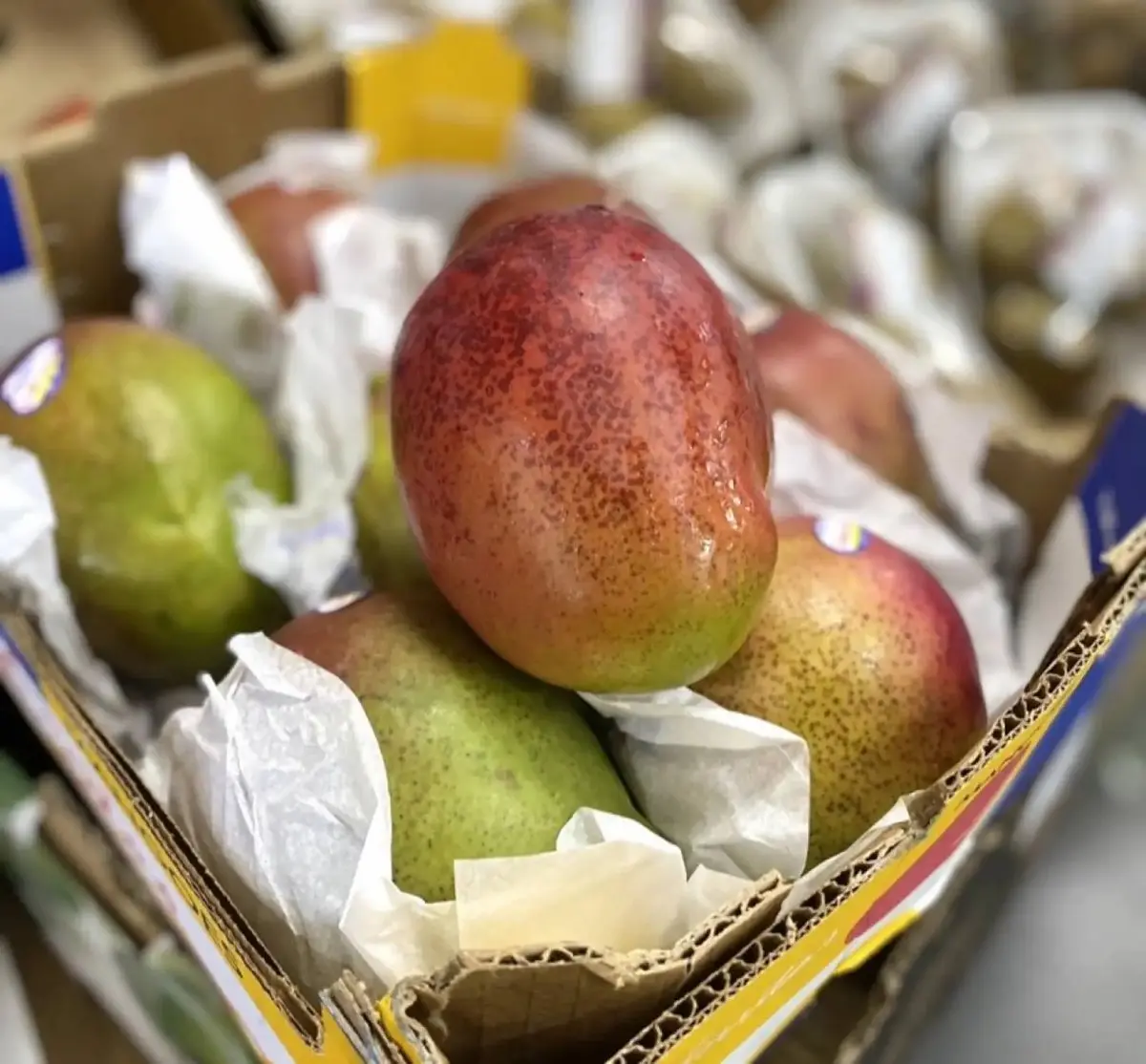 tgoo-img-699e1527226fb7.71083523 Manga Via Maritima - Image 1