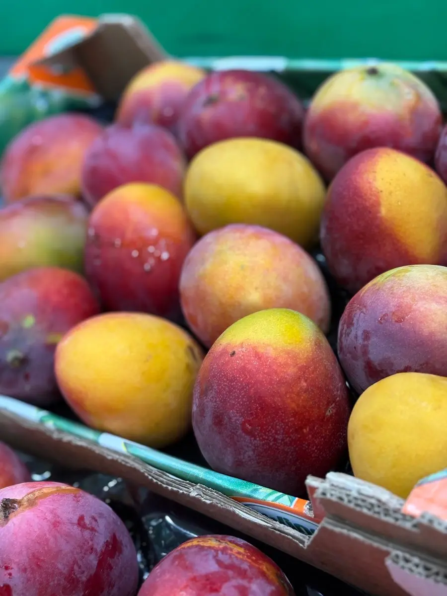 tgoo-img-699e16b944c918.75965474 Manguito premium - Image 1