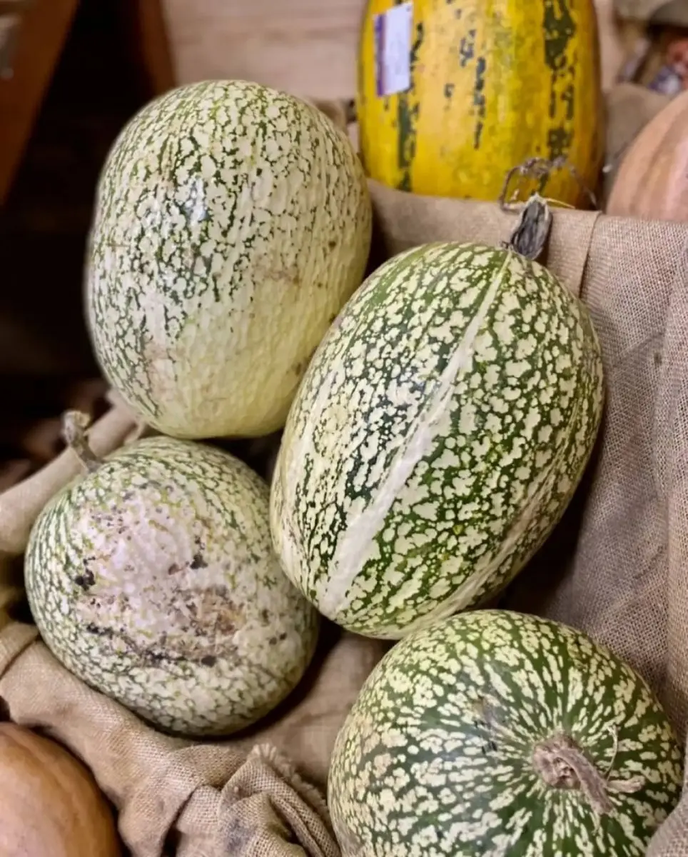 tgoo-img-699e17f3b51da8.41535735 Abobra gila unidade - Image 1