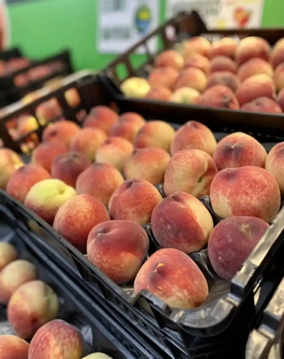 tgoo-img-699e189d6f66d5.64113574 Pêssego Rosa - Image 1