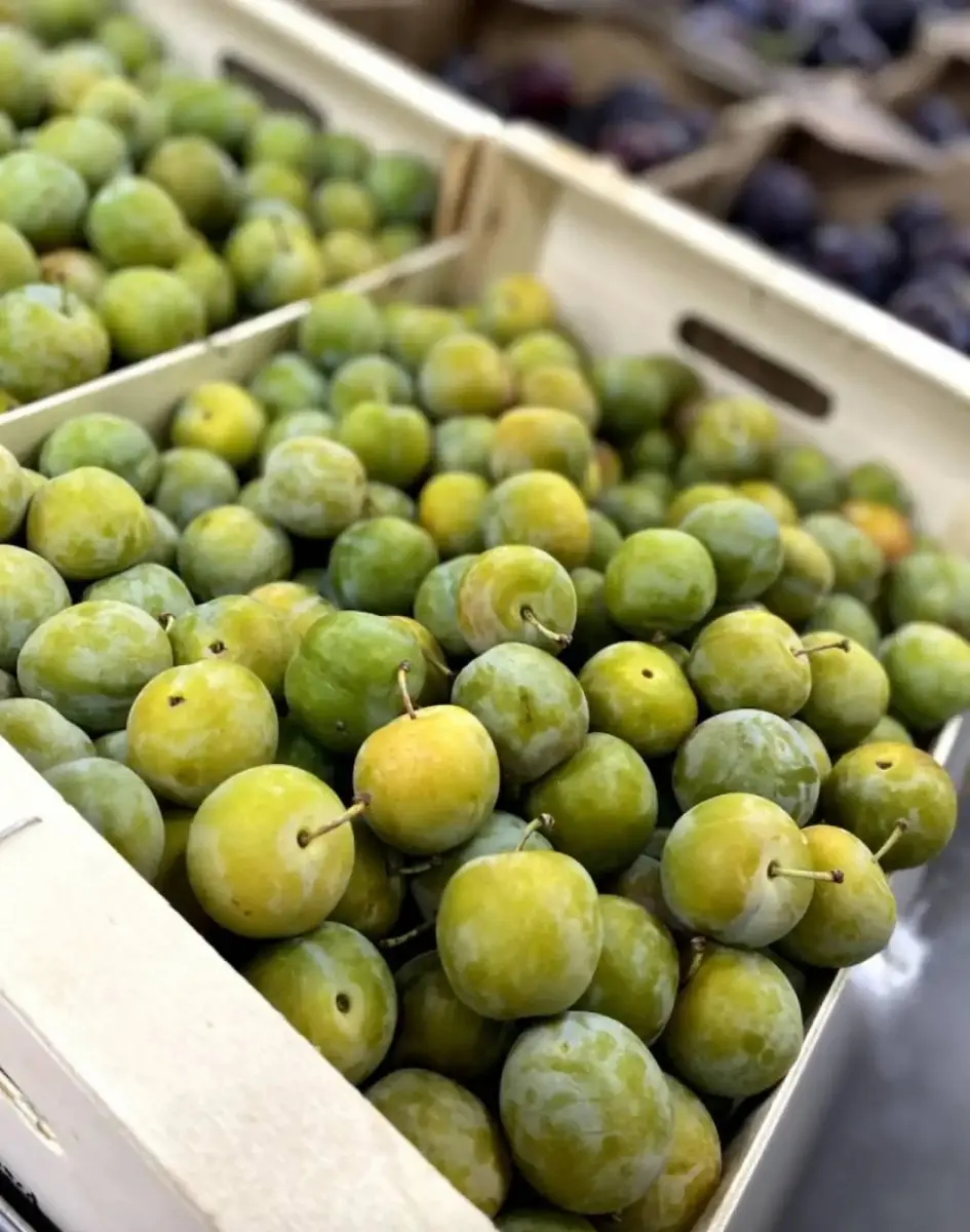 tgoo-img-699e18a97870a3.96594091 Ameixa Rainha Cláudia Kg - Image 1