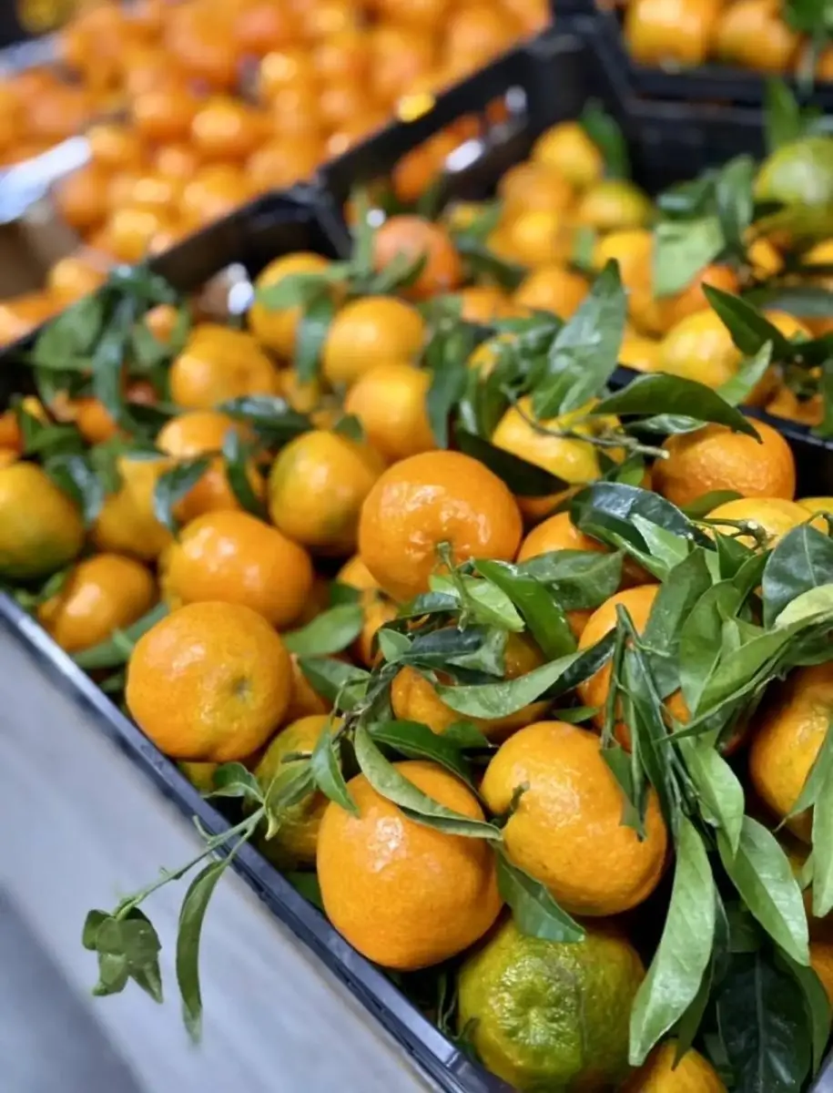 tgoo-img-699e18e7c410b6.32358326 Clementina cat. 2 - Image 1