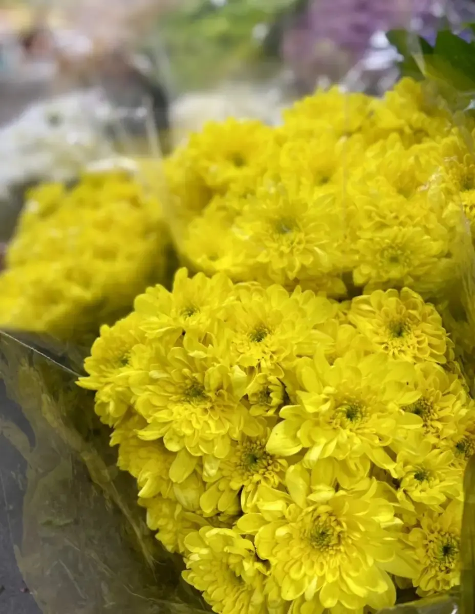 tgoo-img-699e18f88b8279.00612466 Margaridas - Image 1