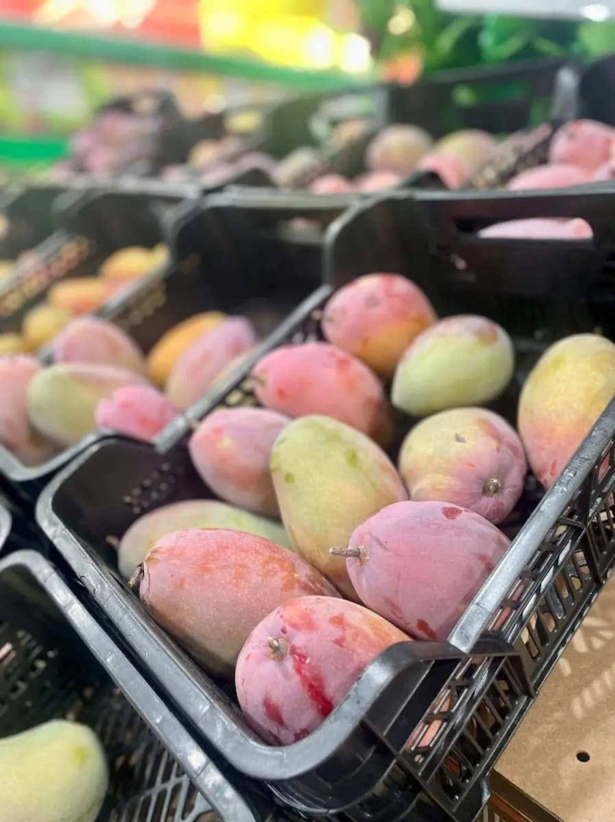 tgoo-img-699e1a2369b995.17562451 Manga das canárias - Image 1